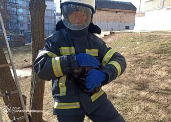 Хвилинка добра: на Нікопольщині рятувальники зняли котика з дерева