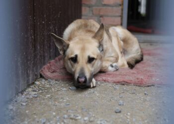 Невідомі знову труять собак на вулицях Кривого Рогу: мешканці б’ють на сполох