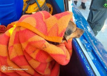 У Дніпрі врятували песика, який впав у крижану воду