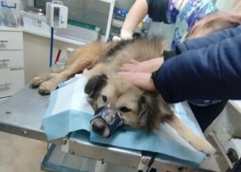 Надзвичайники та волонтери врятували песика, пораненого внаслідок ракетного удару по Кривому Рогу