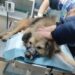 Надзвичайники та волонтери врятували песика, пораненого внаслідок ракетного удару по Кривому Рогу