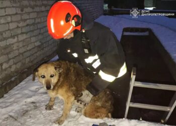У Дніпрі врятували собачку, який впав у гаражну яму