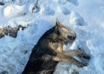 У Дніпрі водій маршрутки вбив бездомного собаку