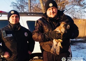 Поліцейські врятували знесиленого яструба, який замерзав на трасі біля Магдалинівки