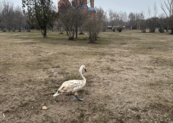 Хвилинка добра: у Покрові містяни та надзвичайники врятували лебедя