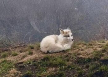 На Нікопольщині помітили рідкісну лисицю-білявку