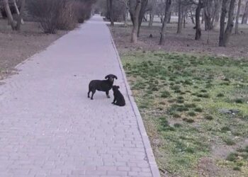 У Нікополі чоловік викинув з авто на вулицю таксу з цуценям: містяни намагаються врятувати песиків