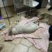 У Кривому Розі знову масово отруїли собак