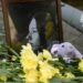 У Дніпрі вшанували пам’ять загиблої внаслідок атаки БпЛА студентки Вероніки Карячки