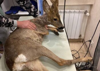 Хвилинка добра: на Криворіжжі врятували травмовану косулю