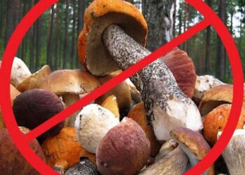 У Дніпрі та Кам’янському троє дітей отруїлися дикорослими грибами
