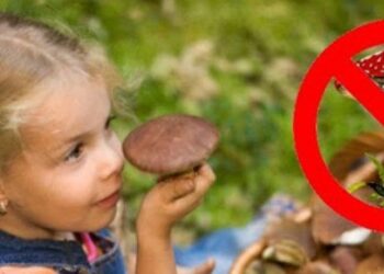На Дніпропетровщині п’ятеро людей отруїлися грибами, серед них дитина