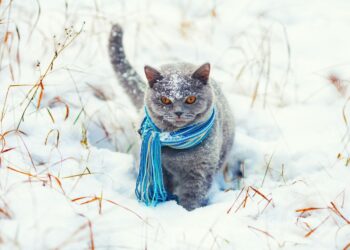 Якою буде погода у Дніпрі та області 17 січня