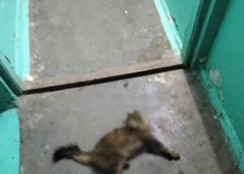 У Кривому Розі діти катували кота, потім скинули з 8-го поверху та добивали в під’їзді