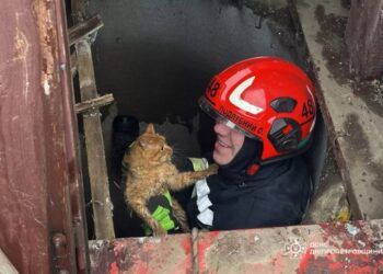 На Синельниківщині   рятувальники визволили кота з 9-метрового колодязя
