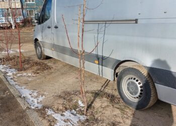 У Придніпровському водій запаркувався прямо на молодих яблунях: мешканці обурені