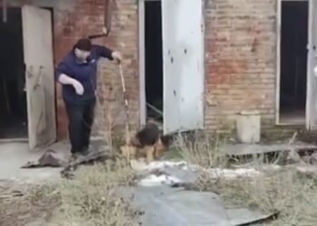 У Нікополі волонтери врятували контужену собаку з-під обстрілів
