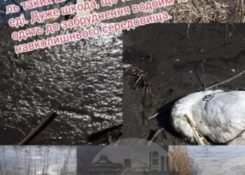 Забруднення річки Самара могло стати причиною загибелі лебедів у Шевченко