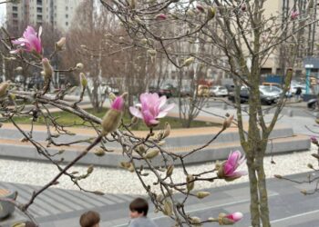 Магнолії на Успенській площі у Дніпрі починають цвісти