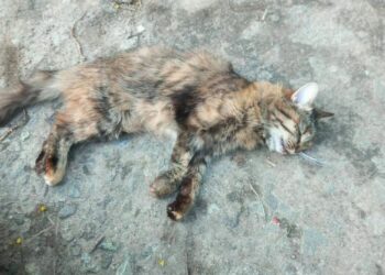 Дніпрі чоловік викинув кота з 5-го поверху: тварина загинула