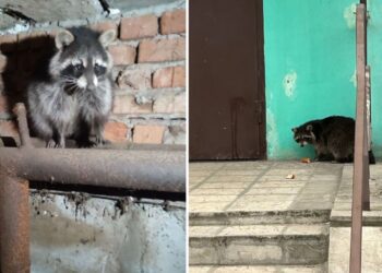 Хто загубив єнота? У Павлограді розшукують хазяїна