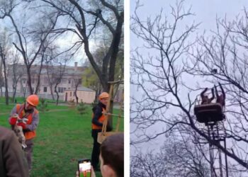 У Дніпрі врятували кота, який дві доби сидів на дереві в центрі міста