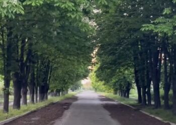 У прифронтовій Дніпропетровщині зацвіли каштани