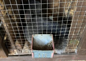 Умови утримання тварин у яхт-клубі «Січ» обурили дніпрян