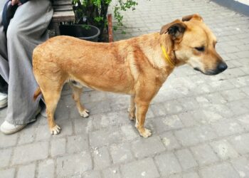 У Дніпрі на 12-му кварталі дворовий пес покусав підлітка