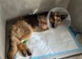 У Кривому Розі рятують вівчарку Луну, яка постраждала під час російської атаки
