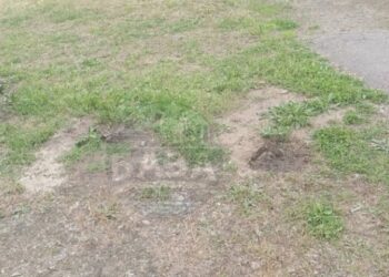 У Дніпрі на Лівобережному-3 вандали викопали кущі, які школярі посадили біля навчального закладу