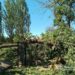 Сильний вітер валить дерева на Нікопольщині: у Марганці пошкоджено газопровід