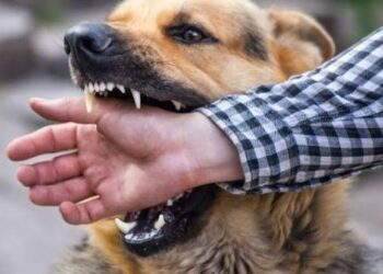 На Дніпропетровщині за тиждень зафіксували випадки сказу, Лайма та понад 5,5 тис. ГРВІ