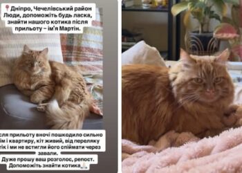 У Дніпрі після обстрілу 2 червня триває пошук зниклих домашніх тварин