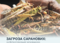 На Дніпропетровщині фіксують масове розмноження сарани: введено особливий режим