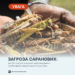 На Дніпропетровщині фіксують масове розмноження сарани: введено особливий режим