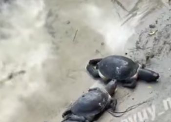 В Орлівщині зафіксовано масову загибель черепах