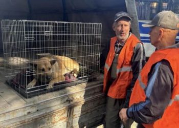 Сьогодні біля автовокзалу в Самарі під машину потрапив пес. І ця історія могла закінчитися просто ще однією збитою твариною на дорозі.